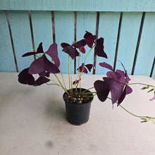 Load image into Gallery viewer, #R43 Oxalis Triangularis - Mijke