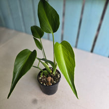 Load image into Gallery viewer, #RB20 Monstera Burle Marx Flame