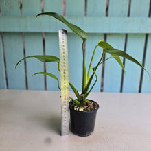 Load image into Gallery viewer, #RB20 Monstera Burle Marx Flame