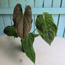 Load image into Gallery viewer, #D933 Large, Flowering Anthurium Papillilaminum x Dressleri