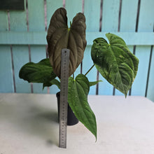 Load image into Gallery viewer, #D933 Large, Flowering Anthurium Papillilaminum x Dressleri