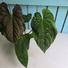 Load image into Gallery viewer, #D933 Large, Flowering Anthurium Papillilaminum x Dressleri