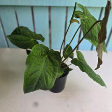 Load image into Gallery viewer, #D933 Large, Flowering Anthurium Papillilaminum x Dressleri