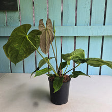 Load image into Gallery viewer, #D933 Large, Flowering Anthurium Papillilaminum x Dressleri