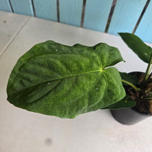 Load image into Gallery viewer, #D933 Large, Flowering Anthurium Papillilaminum x Dressleri