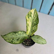 Load image into Gallery viewer, #R66 Variegated Dieffenbachia Memoria Corsii