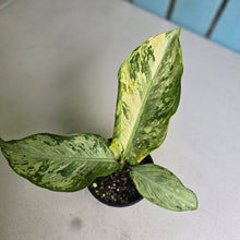 Load image into Gallery viewer, #R66 Variegated Dieffenbachia Memoria Corsii
