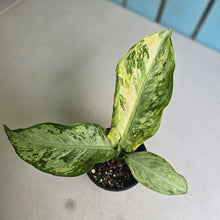 Load image into Gallery viewer, #R66 Variegated Dieffenbachia Memoria Corsii