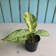 Load image into Gallery viewer, #R66 Variegated Dieffenbachia Memoria Corsii
