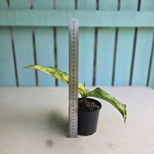 Load image into Gallery viewer, #R66 Variegated Dieffenbachia Memoria Corsii