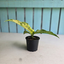 Load image into Gallery viewer, #R66 Variegated Dieffenbachia Memoria Corsii