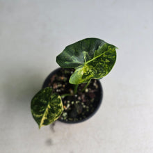 Load image into Gallery viewer, #R32 Alocasia Frydek Dorayaki Aurea
