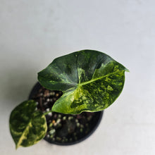 Load image into Gallery viewer, #R32 Alocasia Frydek Dorayaki Aurea