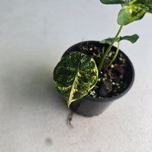 Load image into Gallery viewer, #R32 Alocasia Frydek Dorayaki Aurea