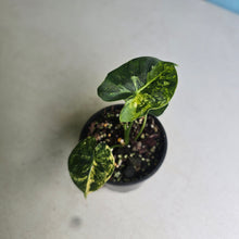 Load image into Gallery viewer, #R32 Alocasia Frydek Dorayaki Aurea