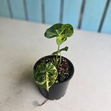 Load image into Gallery viewer, #R32 Alocasia Frydek Dorayaki Aurea