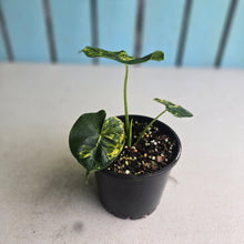 Load image into Gallery viewer, #R32 Alocasia Frydek Dorayaki Aurea