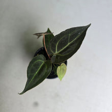 Load image into Gallery viewer, #D228 Dark Anthurium NOID