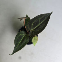 Load image into Gallery viewer, #D228 Dark Anthurium NOID