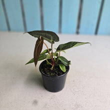 Load image into Gallery viewer, #D228 Dark Anthurium NOID