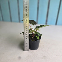 Load image into Gallery viewer, #D228 Dark Anthurium NOID