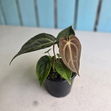 Load image into Gallery viewer, #D228 Dark Anthurium NOID