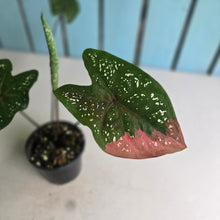 Load image into Gallery viewer, #RA4 Caladium Red Beret