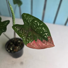 Load image into Gallery viewer, #RA4 Caladium Red Beret