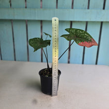 Load image into Gallery viewer, #RA4 Caladium Red Beret