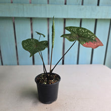 Load image into Gallery viewer, #RA4 Caladium Red Beret