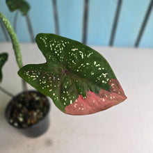 Load image into Gallery viewer, #RA4 Caladium Red Beret
