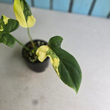 Load image into Gallery viewer, #R224 Variegated Philodendron Bipennifolium