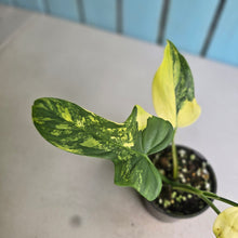 Load image into Gallery viewer, #R224 Variegated Philodendron Bipennifolium
