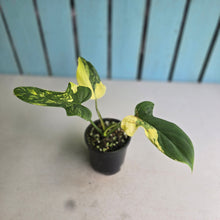 Load image into Gallery viewer, #R224 Variegated Philodendron Bipennifolium
