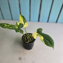 Load image into Gallery viewer, #R224 Variegated Philodendron Bipennifolium