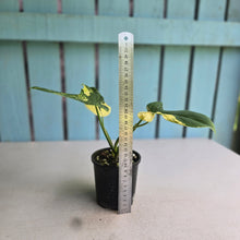 Load image into Gallery viewer, #R224 Variegated Philodendron Bipennifolium