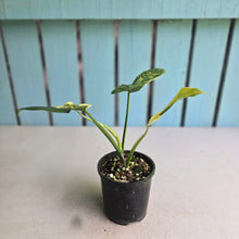 Load image into Gallery viewer, #R224 Variegated Philodendron Bipennifolium