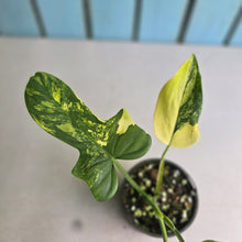 Load image into Gallery viewer, #R224 Variegated Philodendron Bipennifolium