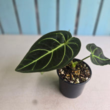 Load image into Gallery viewer, #RD1 Anthurium Regale