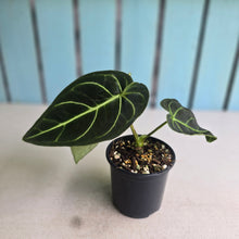 Load image into Gallery viewer, #RD1 Anthurium Regale