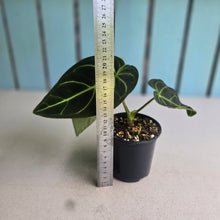 Load image into Gallery viewer, #RD1 Anthurium Regale