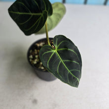 Load image into Gallery viewer, #RD1 Anthurium Regale