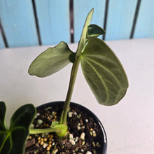 Load image into Gallery viewer, #RD1 Anthurium Regale
