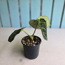 Load image into Gallery viewer, #RD1 Anthurium Regale