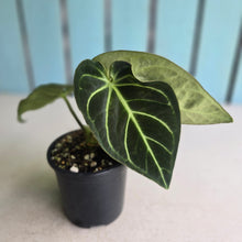 Load image into Gallery viewer, #RD1 Anthurium Regale