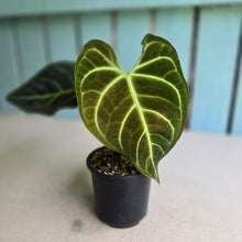Load image into Gallery viewer, #RS2 Anthurium Regale