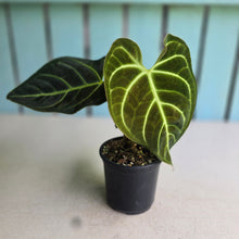 Load image into Gallery viewer, #RS2 Anthurium Regale
