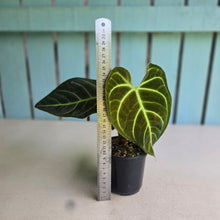 Load image into Gallery viewer, #RS2 Anthurium Regale