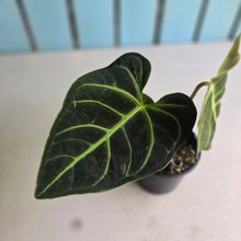 Load image into Gallery viewer, #RS2 Anthurium Regale