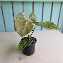 Load image into Gallery viewer, #RS2 Anthurium Regale